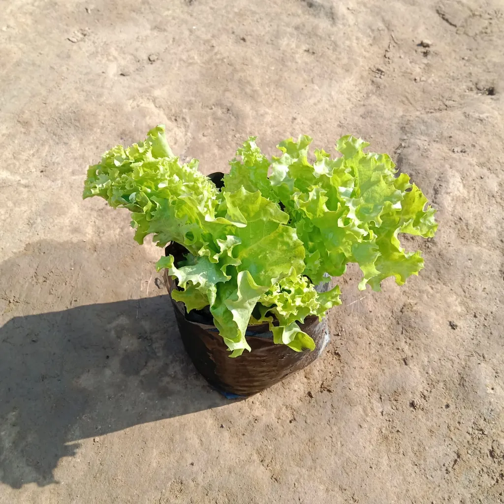Lettuce Green in 4 Inch Nursery Bag
