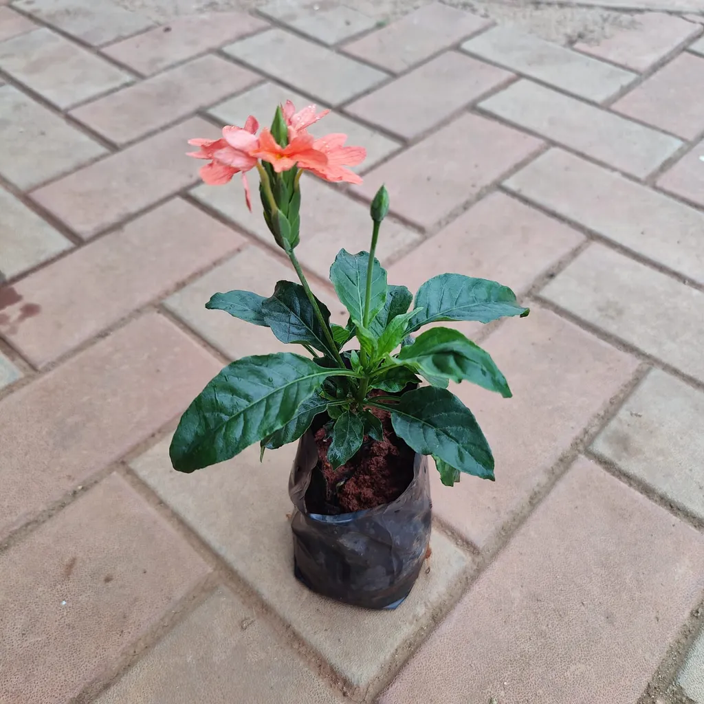 Kanakambaram / Crossandra Orange in 4 Inch Nursery Bag