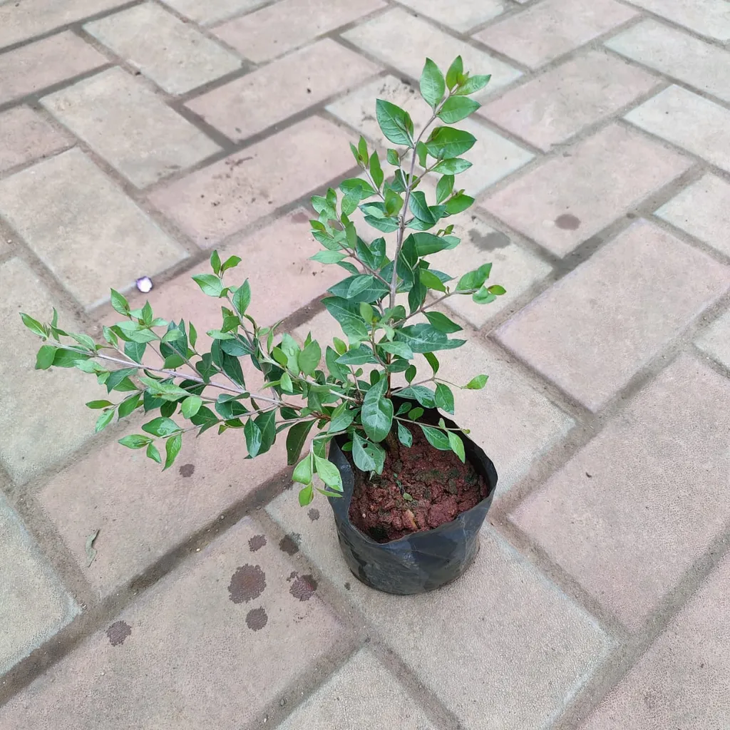 Mehndi / Henna Plant in 4 Inch Nursery Bag