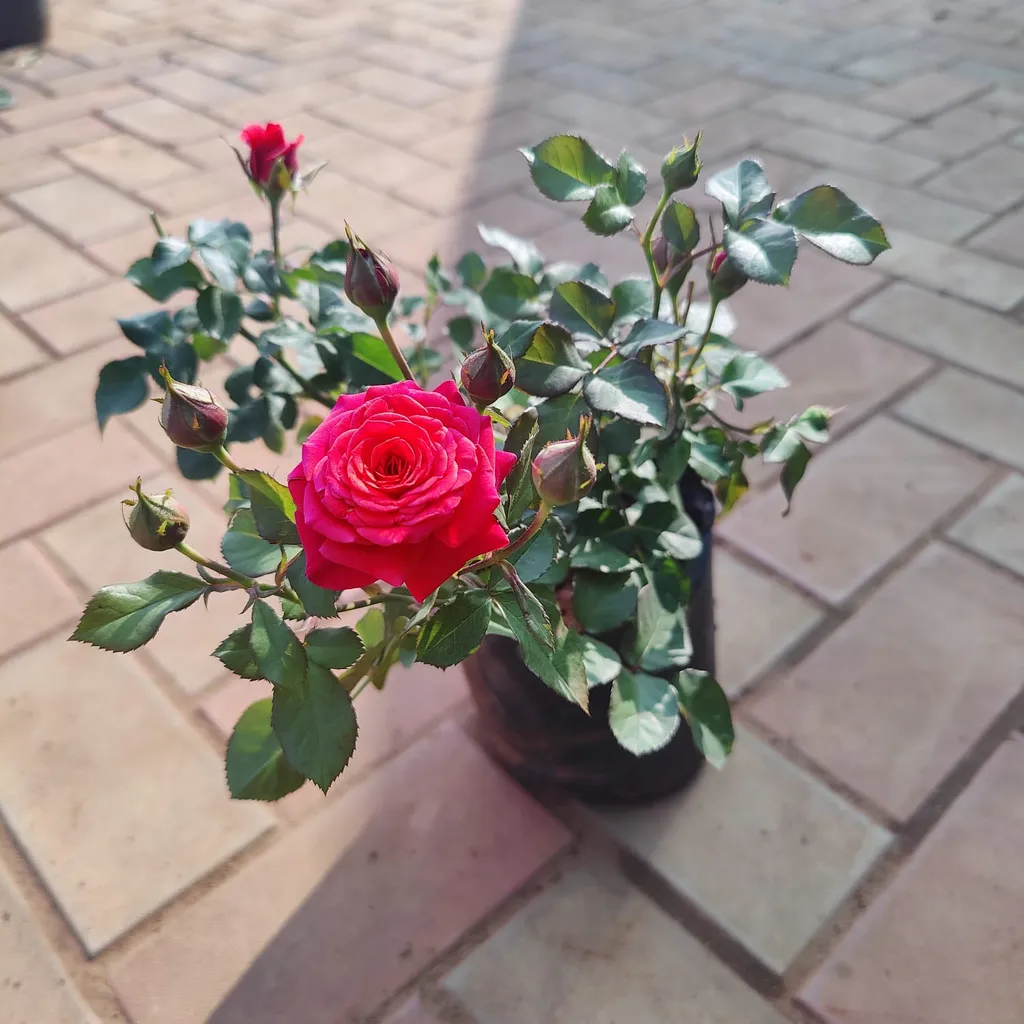 Desi Pink Red Rose in 6 Inch Nursery Bag