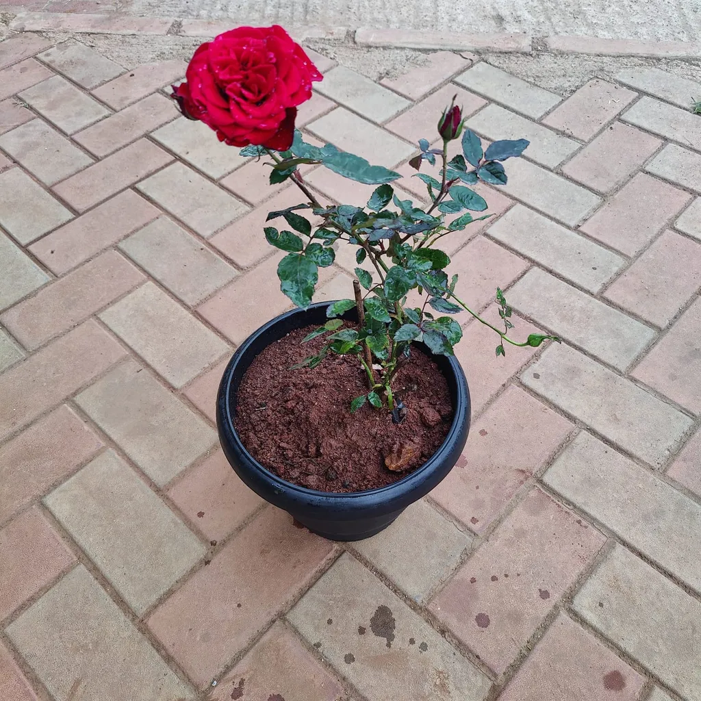 Rose Desi Red in 10 Inch Black Plastic Pot