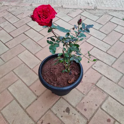 Buy Rose Desi Red in 10 Inch Black Plastic Pot Online | Urvann.com