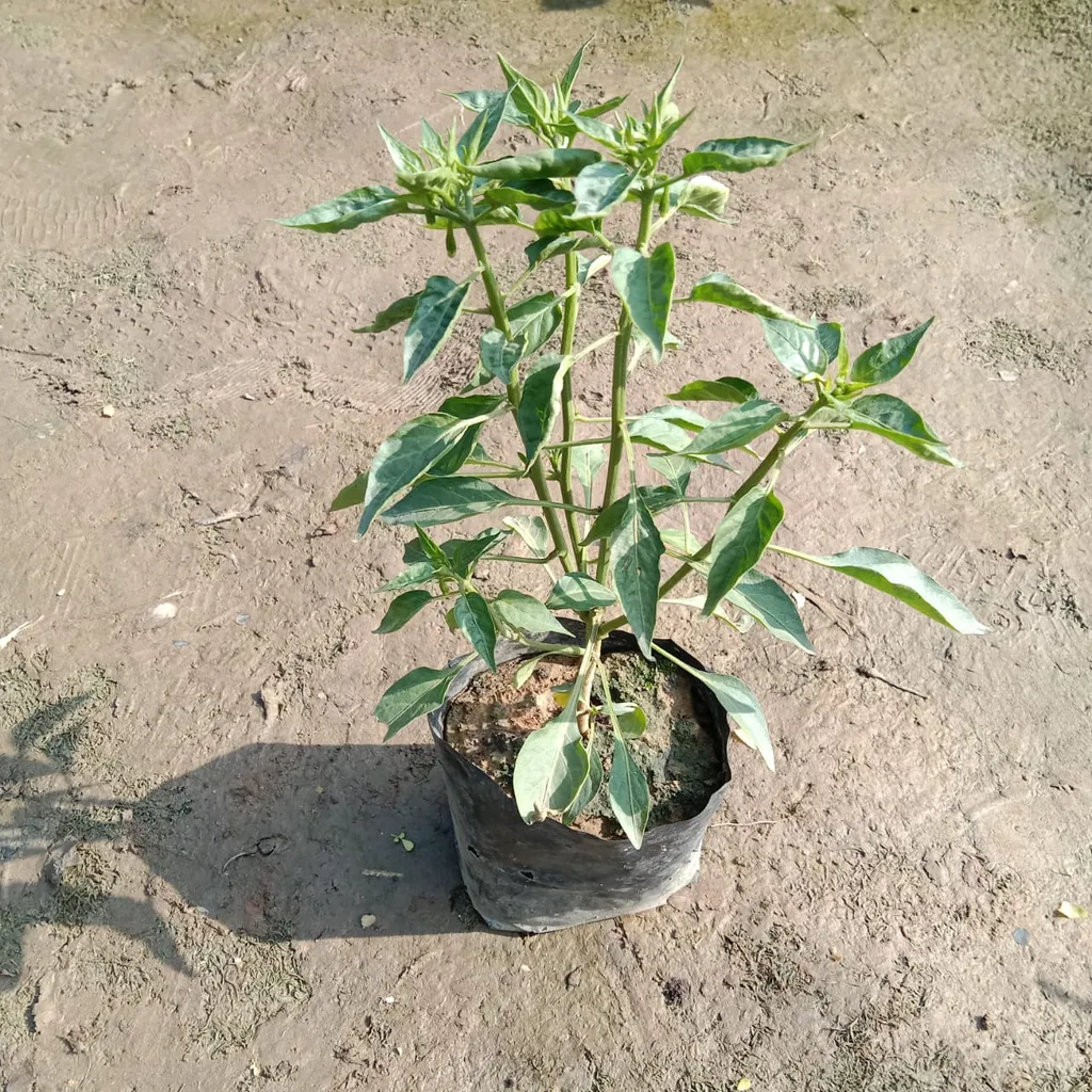 Mirchi Desi / Chilli Plant in 4 Inch Nursery Bag