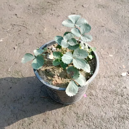 Strawberry Plant in 6 Inch Plastic Pot