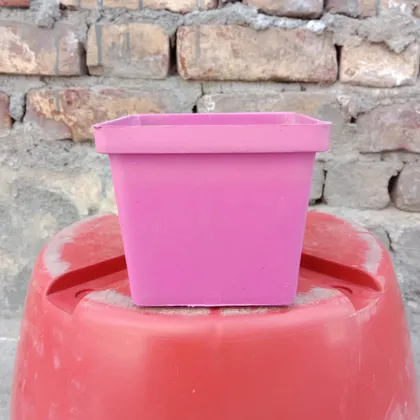Buy 4 Inch Uber Square Plastic Pot (any colour) Online | Urvann.com