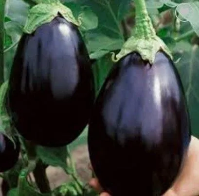 Buy Brinjal Seeds - Excellent Germination Online | Urvann.com