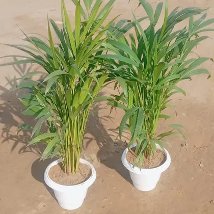 Buy Set of 2 - Areca Palm Dwarf in 8 Inch Classy White Plastic Pot Online | Urvann.com