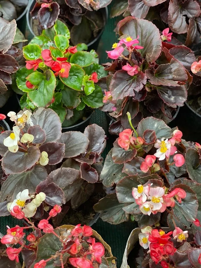 Set of 3 - Begonia (Any colour) in 4 Nursery Bag