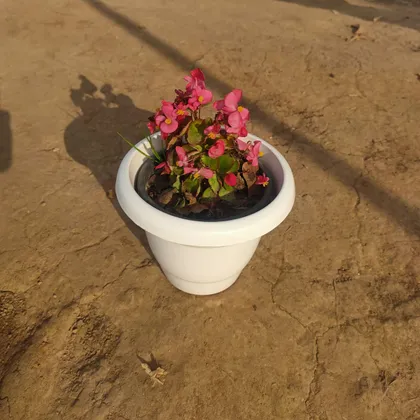 Buy Begonia Pink in 6 Inch Classy White Plastic Pot Online | Urvann.com