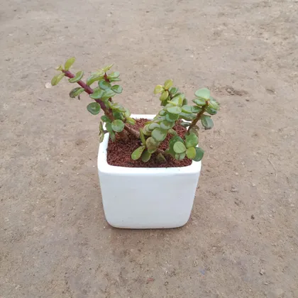Buy Jade in 3 Inch White Classy Square Ceramic Pot Online | Urvann.com