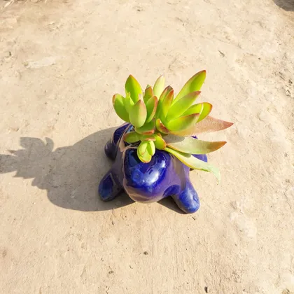 Buy Pagoda Green Succulent in 3 Inch Toad Designer Ceramic Pot (colour may vary) Online | Urvann.com