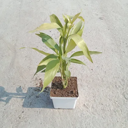 Buy Golden Bamboo in 4 Inch White Square Designer Plastic Pot Online | Urvann.com