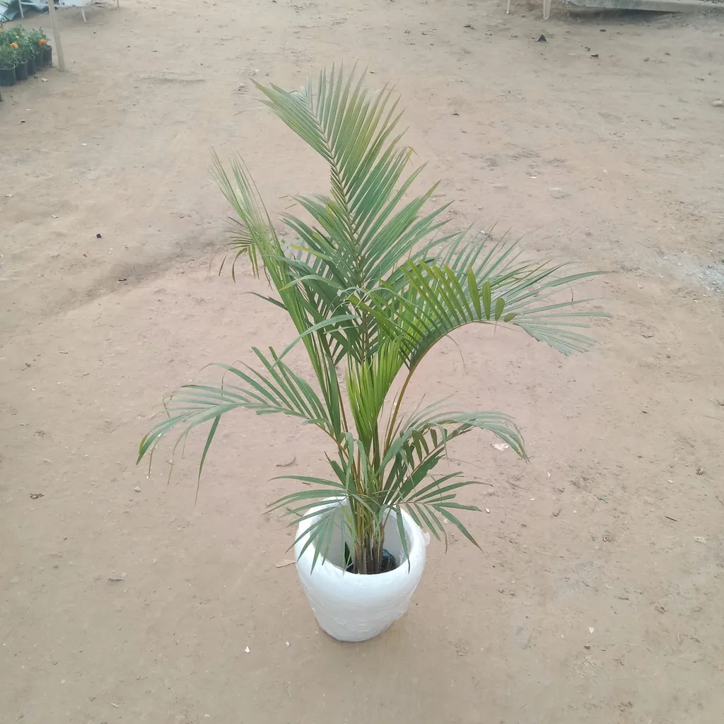 Areca Palm in 13 Inch White Apple Fiberglass Planter