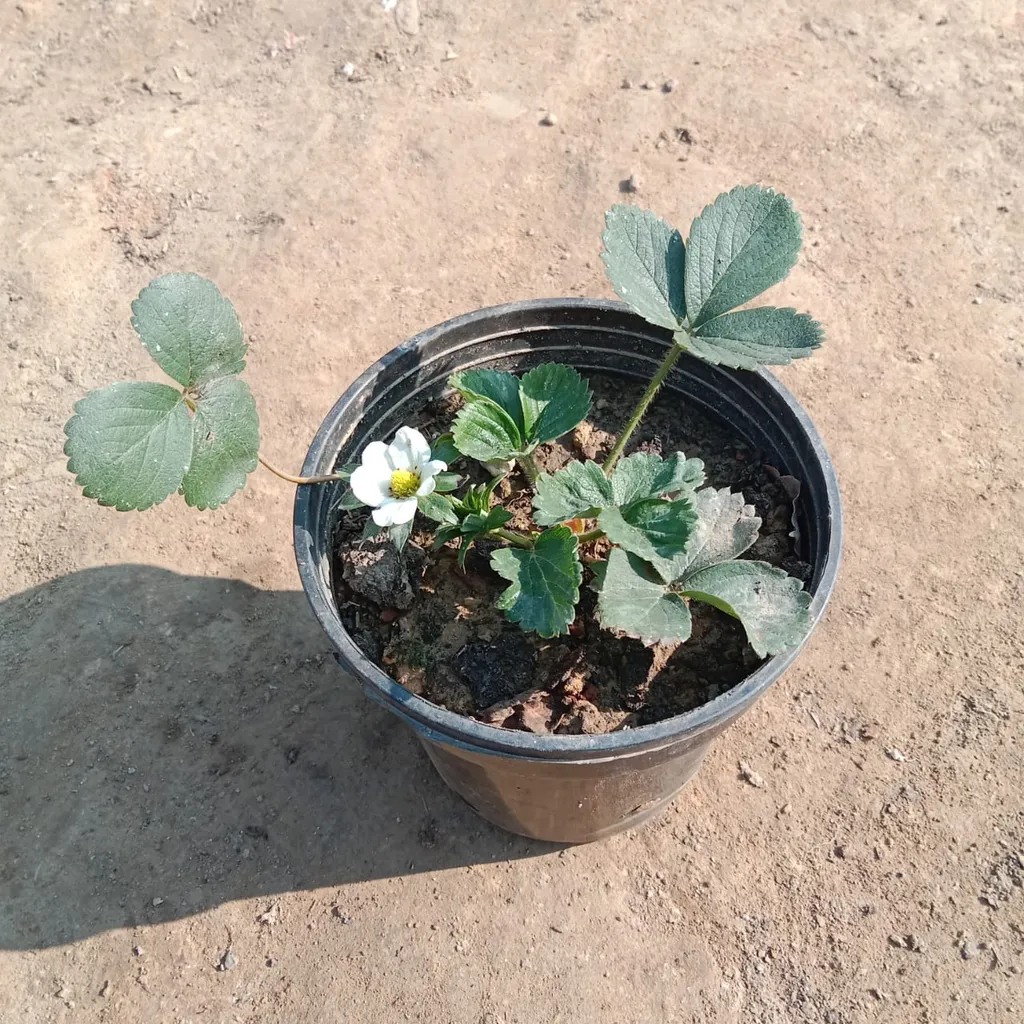 Strawberry Plant in 5 Inch Plastic Pot