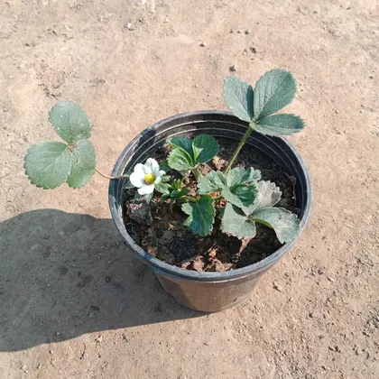 Buy Strawberry Plant in 5 Inch Plastic Pot Online | Urvann.com