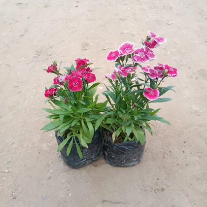 Buy Set of 2 Dianthus (Any Colour) in 4 Inch Nursery Bag Online | Urvann.com