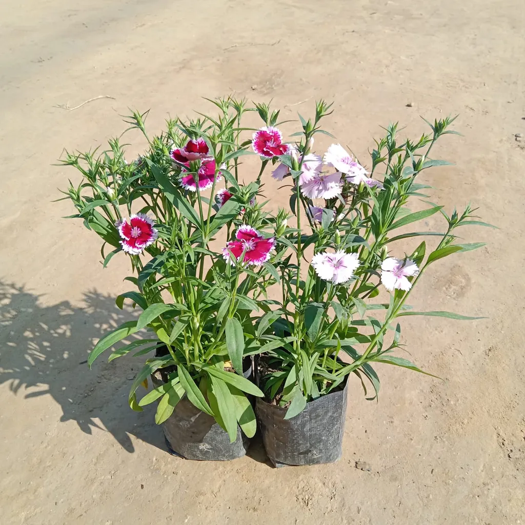 Set of 2 - Dianthus (any colour) in 4 Inch Nursery Bag