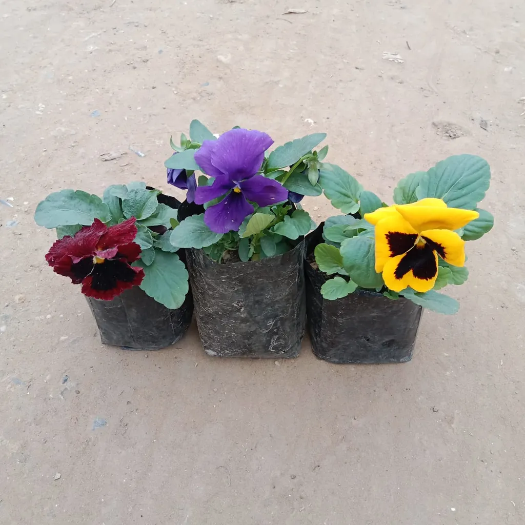 Set of 3 Pansy (Any Colour) in 4 Inch Nursery Bag