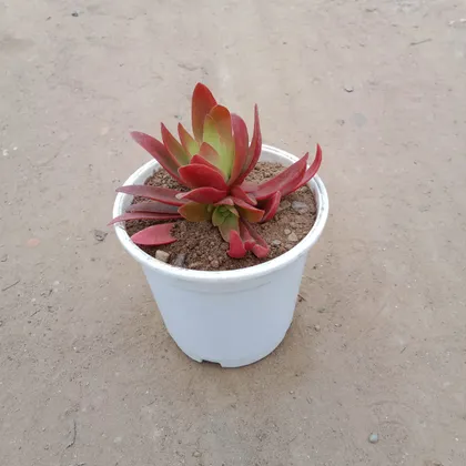 Buy Red Pagoda Succulent in 5 Inch Plastic Pot Online | Urvann.com