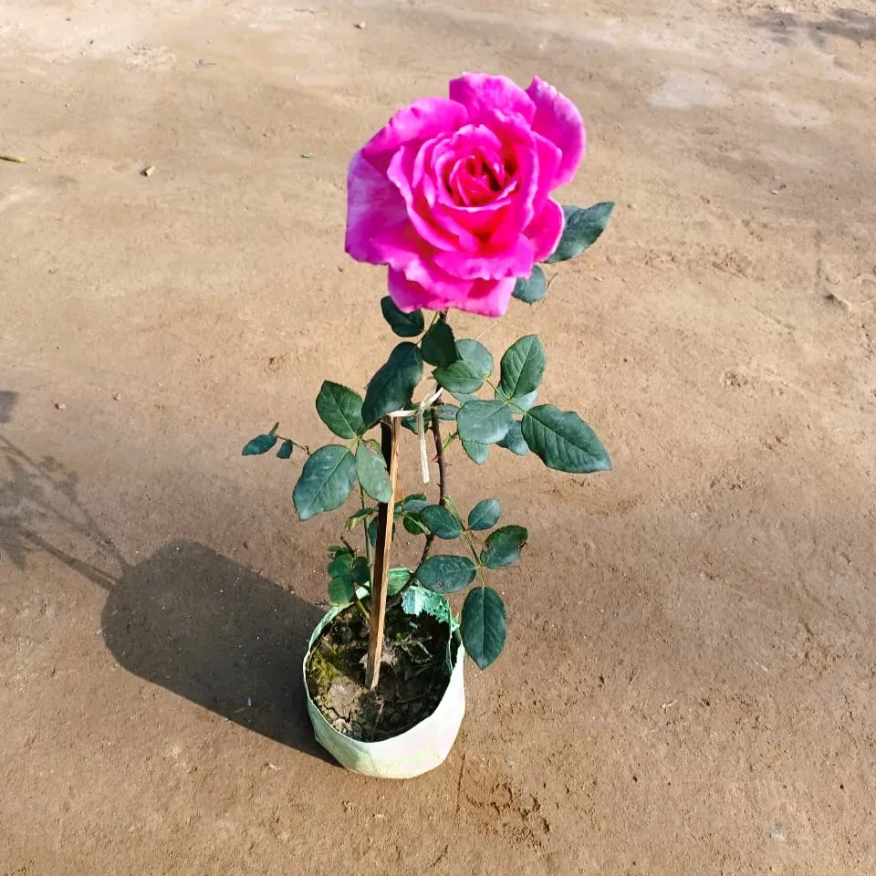 English Rose (any colour) in 6 Inch Nursery bag
