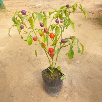 Buy Ornamental Chilli (any colour) in 4 Inch Nursery Bag Online | Urvann.com