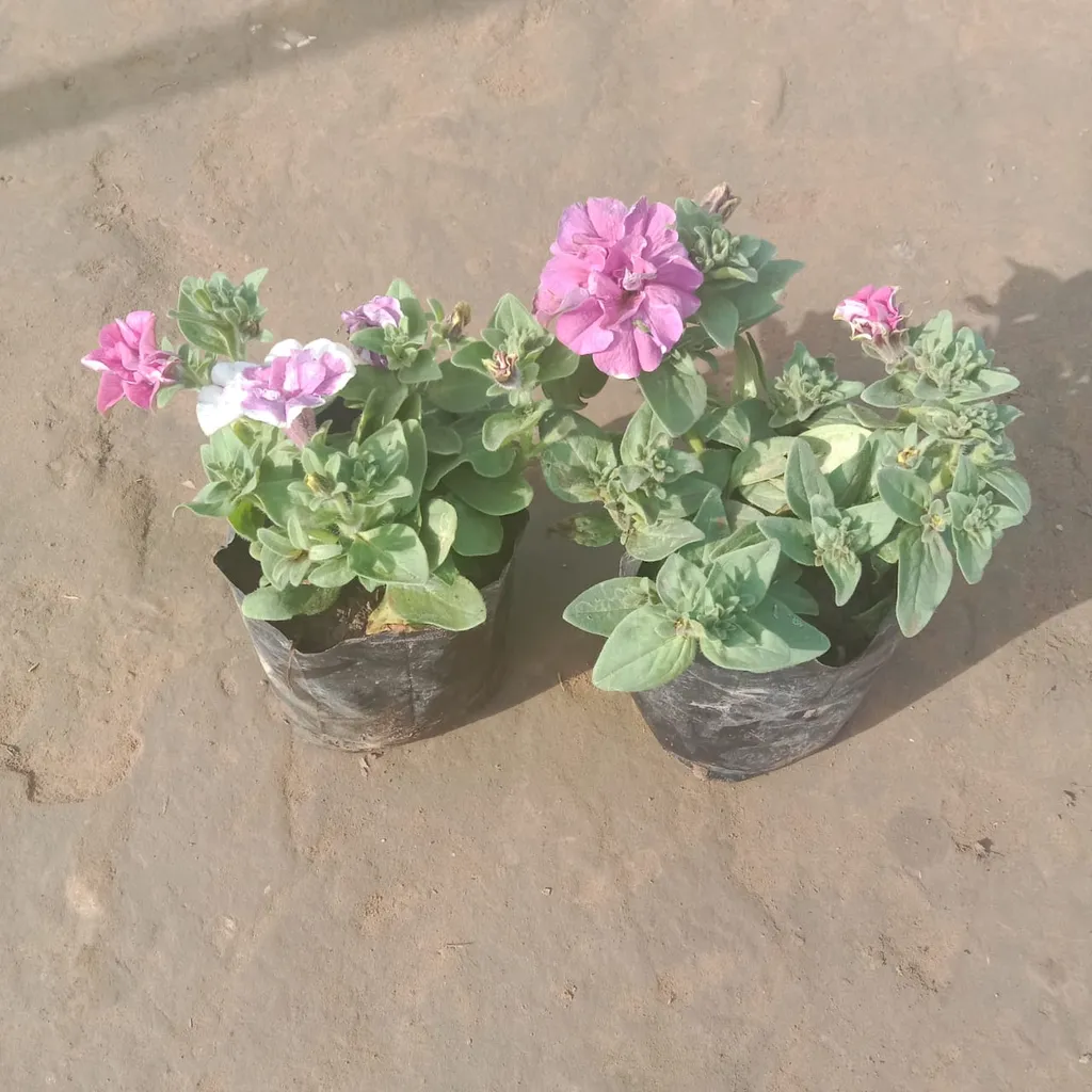 Set of 2 - Petunia Double (any colour) in 5 Inch Nursery Bag