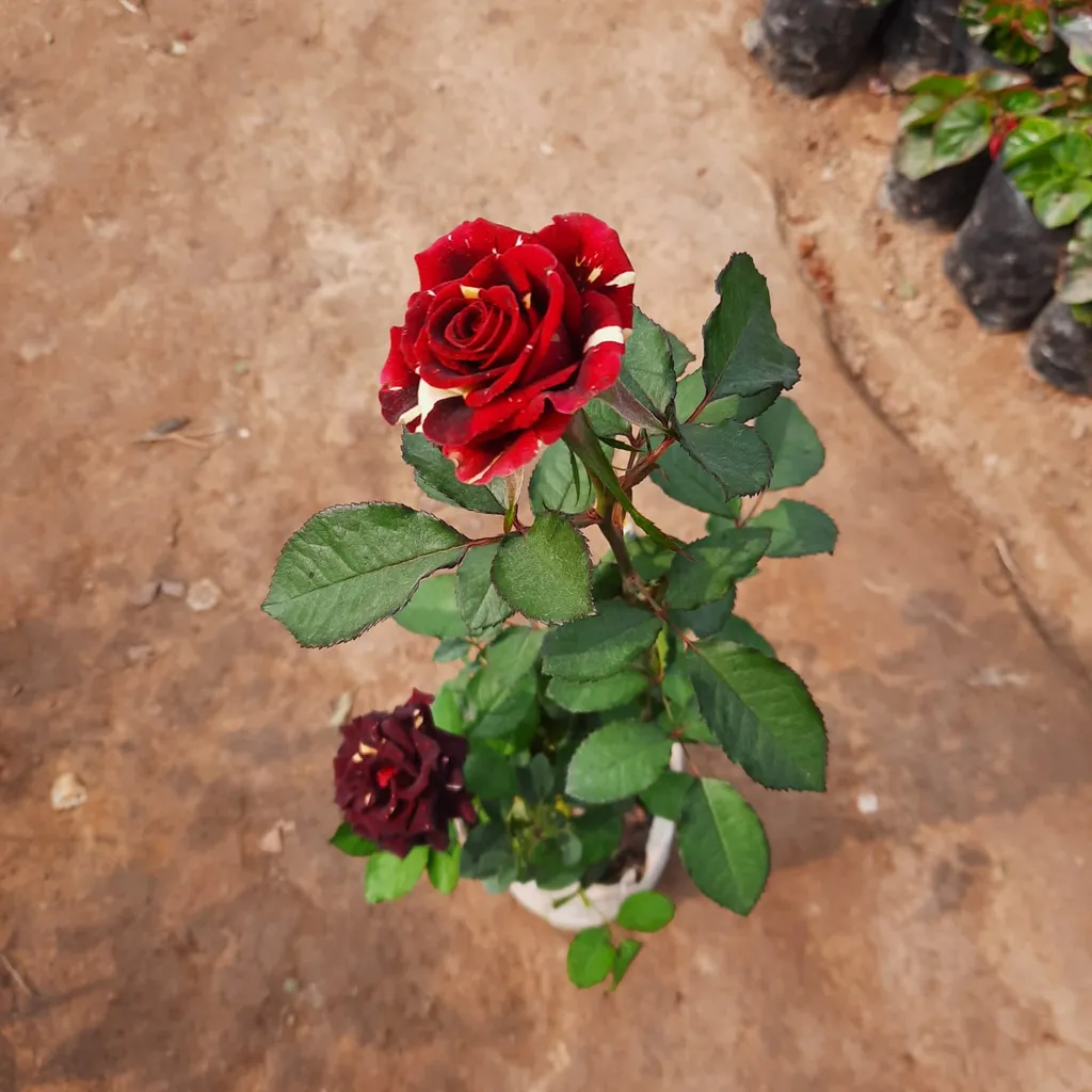 Abracadabra Rose (any colour) in 6 inch Nursery Bag