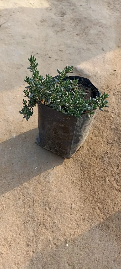 Thyme Plant in 4 Inch Nursery Bag