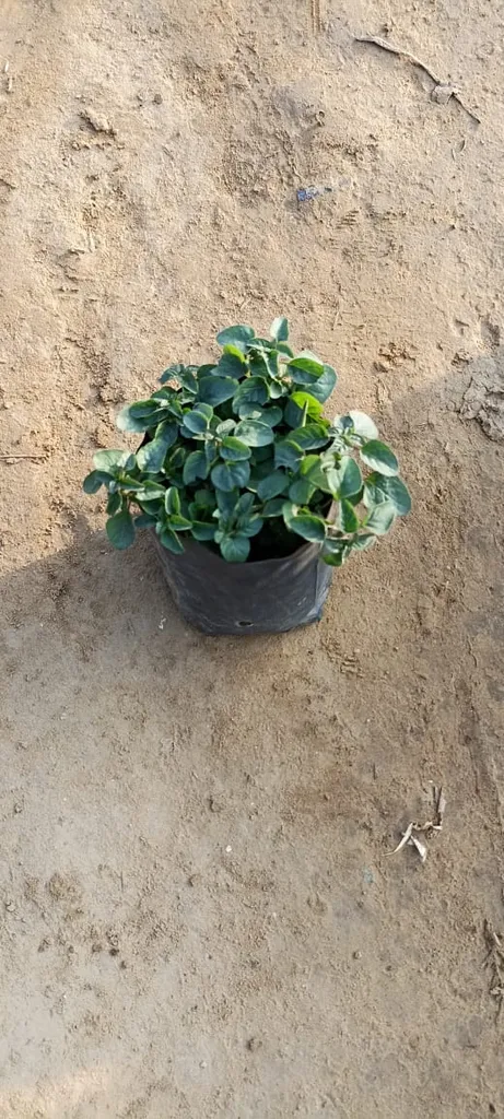 Oregano Plant in 4 Inch Nursery Bag
