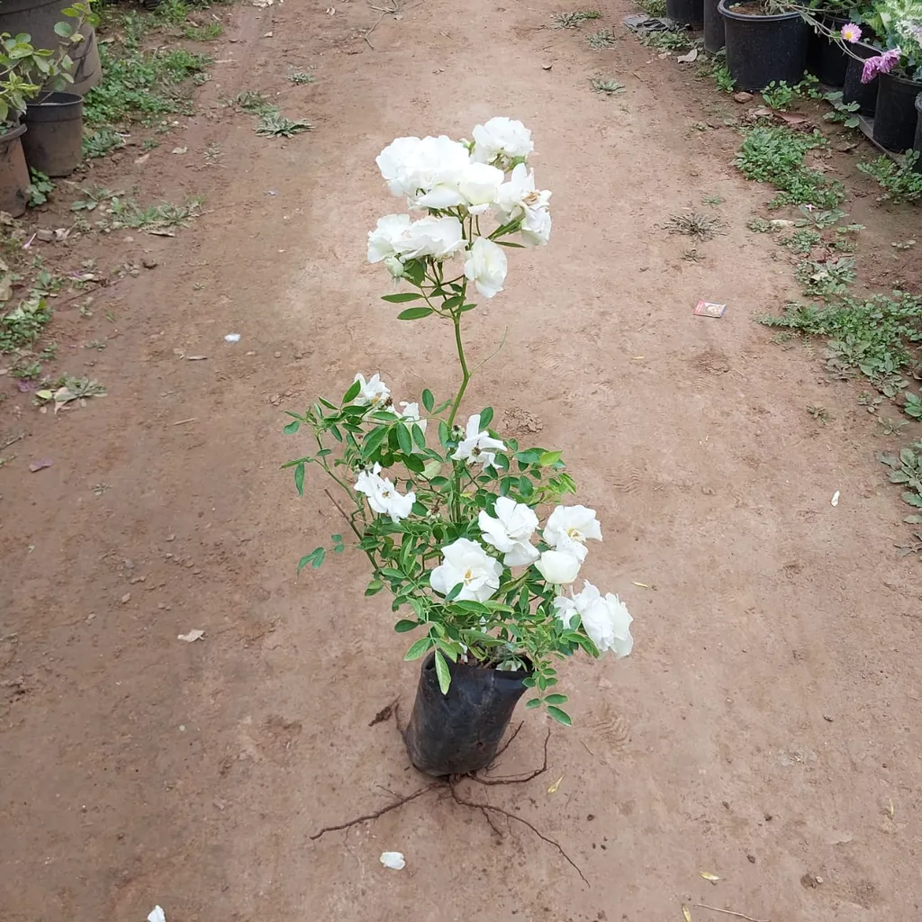 English Snow White Rose in 8 Inch Nursery Bag