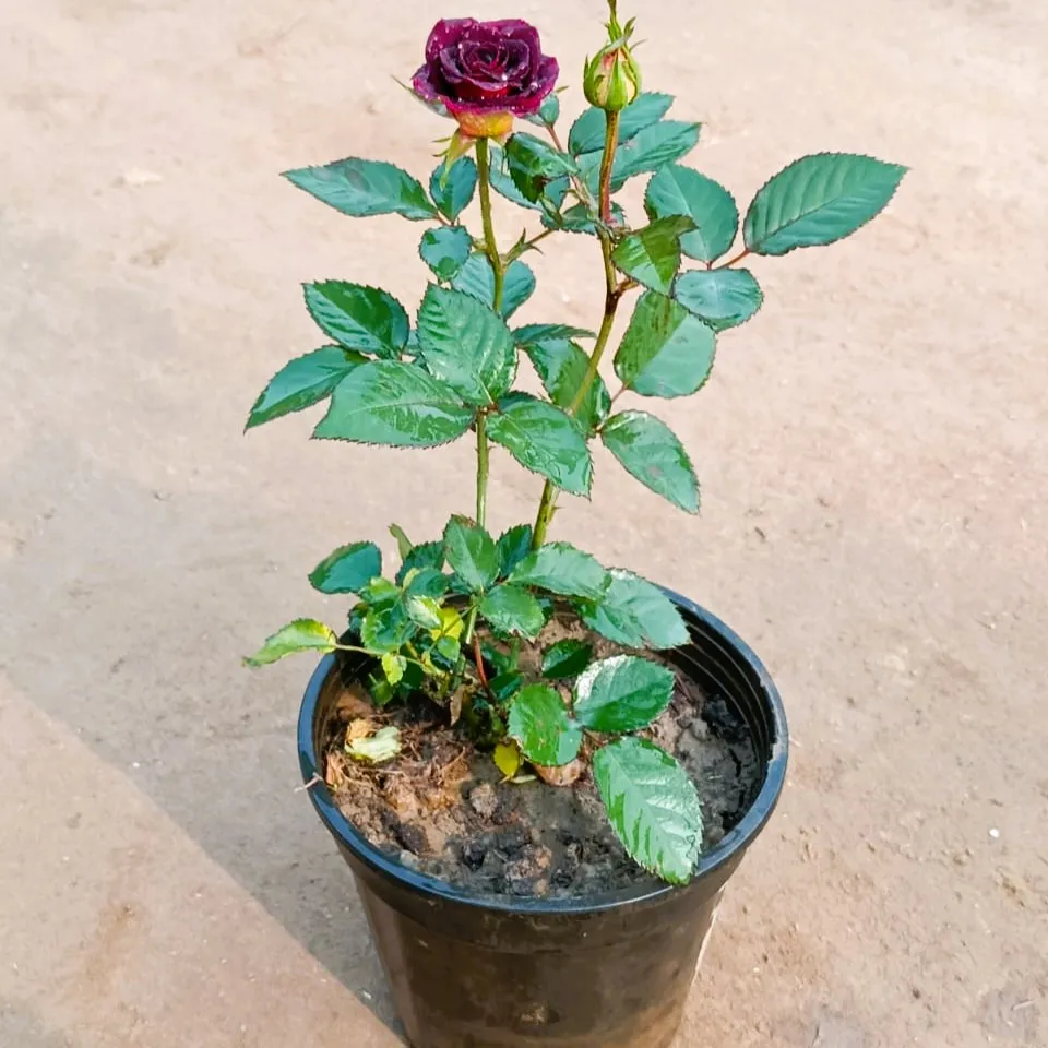 English Rose (any colour) in 6 Inch Nursery Pot