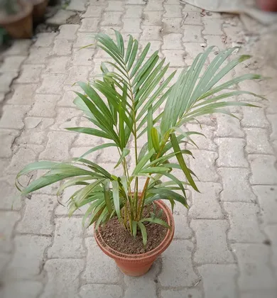 Buy Areca Palm in 10 Inch Clay Pot Online | Urvann.com