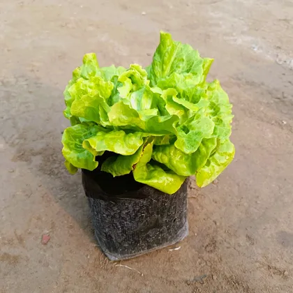 Buy Lettuce Green in 4 Inch Nursery Bag Online | Urvann.com