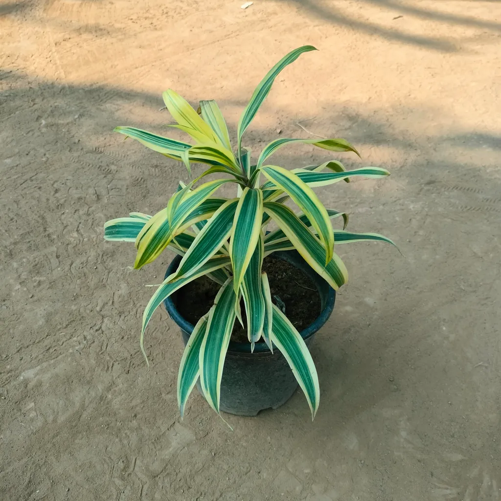 Song of India in 6 Inch Plastic Pot