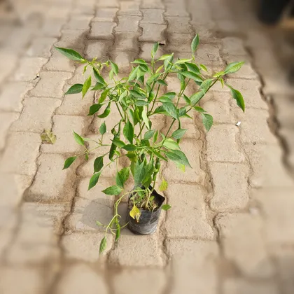 Buy Green Chilli in 4 Inch Nursery Bag Online | Urvann.com