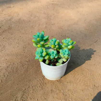 Buy Burro's Tail Lime Tipped Succulent in 4 Inch White Nursery Pot Online | Urvann.com