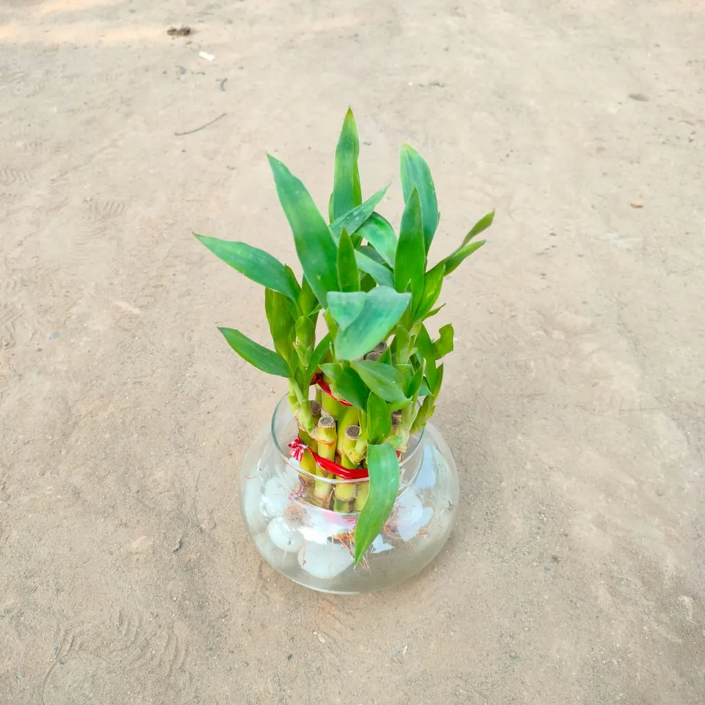 2 Layer Lucky Bamboo In Glass Pot with Decorative Stones