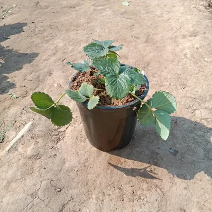 Buy Strawberry Plant in 5 Inch Plastic Pot Online | Urvann.com