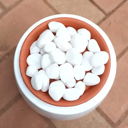 Buy Decorative White  Big Polished Pebbles - 1 kg Online | Urvann.com