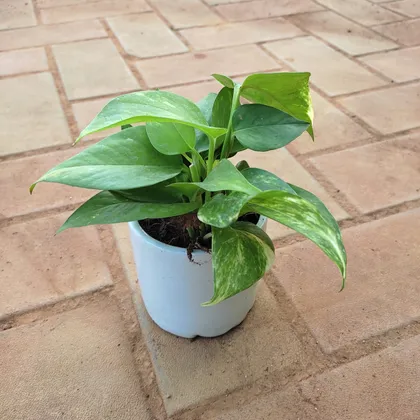 Buy Money Plant Green in 4 Inch Classy White Cup Ceramic Pot Online | Urvann.com