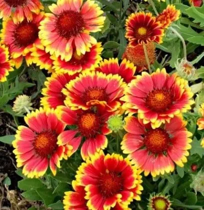 Buy Galardiya Flower Seeds - Excellent Germination Online | Urvann.com