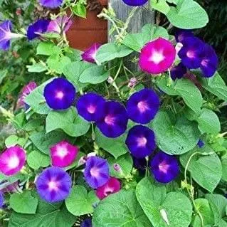 Buy Ipomea Morning Glory Mixed Seeds - Excellent Germination Online | Urvann.com