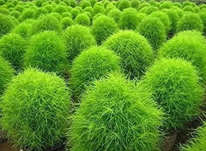 Buy Kochia Seeds- Excellent Germination Online | Urvann.com