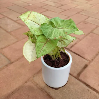 Buy Syngonium Green Large Leaves in 4 Inch Classy Cup Ceramic Pot (any colour) Online | Urvann.com