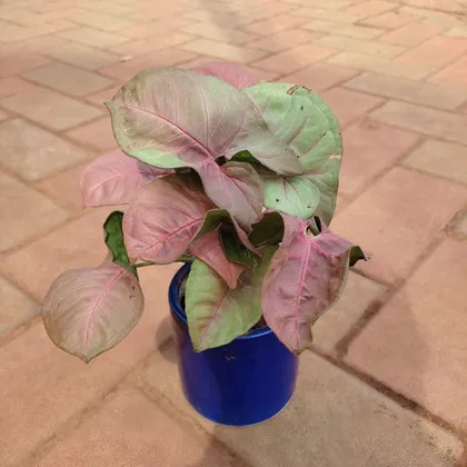 Buy Syngonium Pink Large Leaves in 4 Inch Classy Cup Ceramic Pot (any colour) Online | Urvann.com
