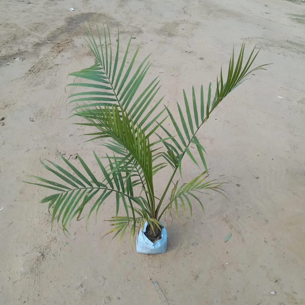 Rexona Palm in 7 Inch Nursery Bag