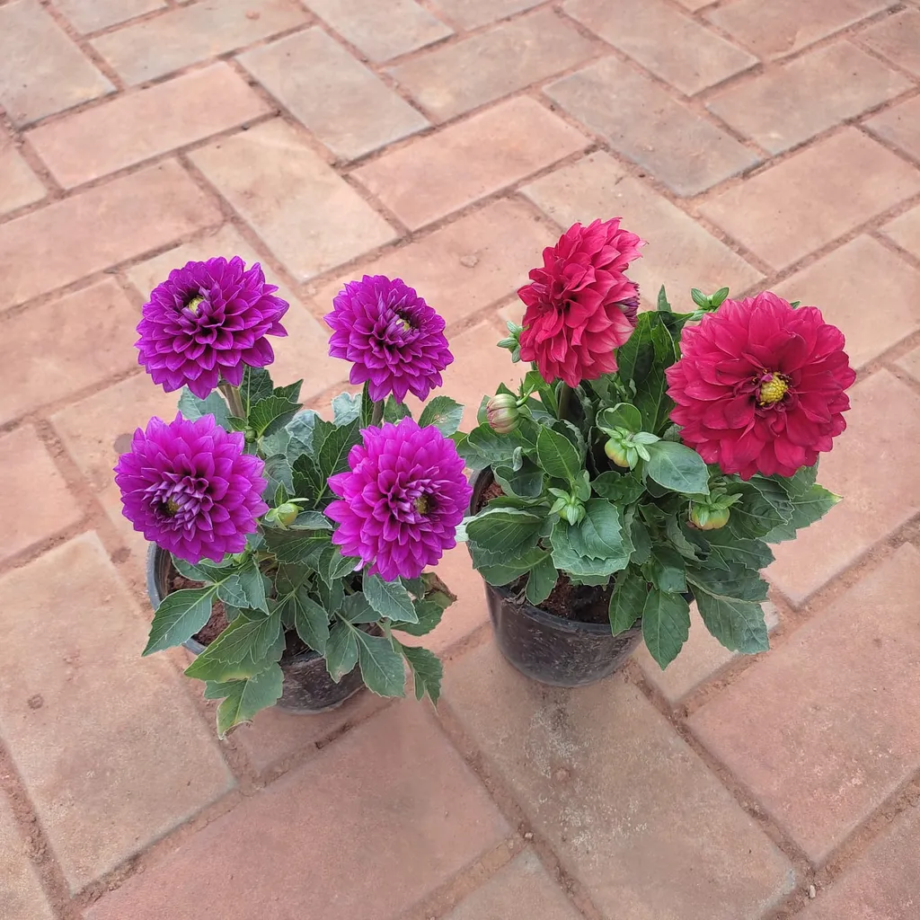 Set of 2 - Dahlia (Red & Pink) in 5 Inch Plastic Pot