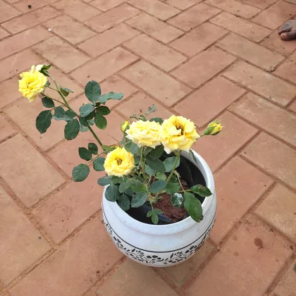 Buy Rose Yellow in 7 Inch Classy White Ceramic Matki Pot (any design) Online | Urvann.com