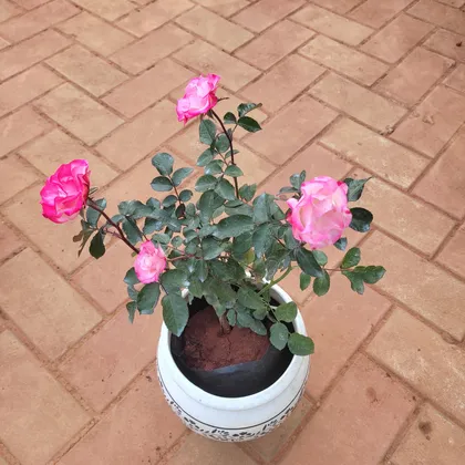 Buy Rose Bright Pink in 7 Inch Classy White Ceramic Matki Pot (any design) Online | Urvann.com