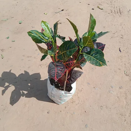 Buy Croton Petra in 5 Inch Nursery Bag Online | Urvann.com
